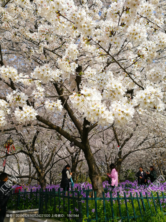 樱花