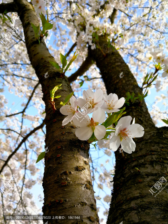 樱花