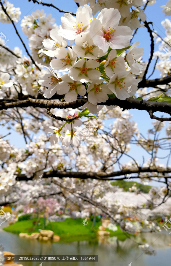 樱花