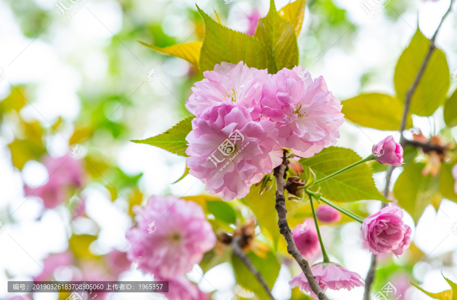 樱花