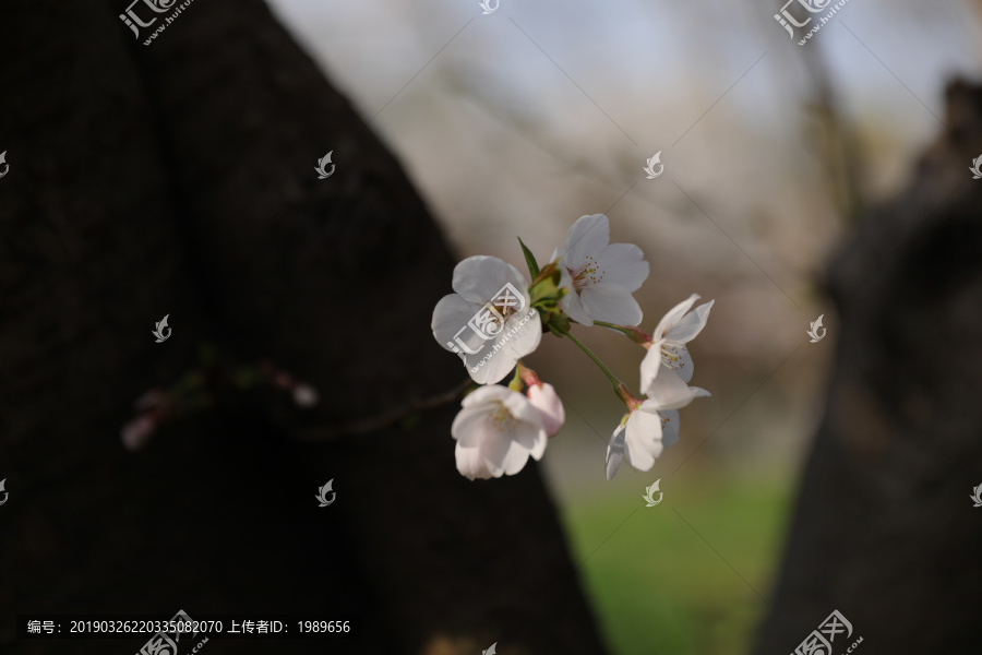 一枝独秀樱花