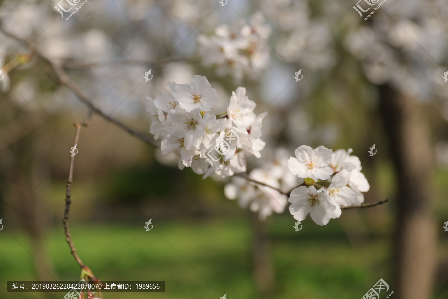 一片樱花