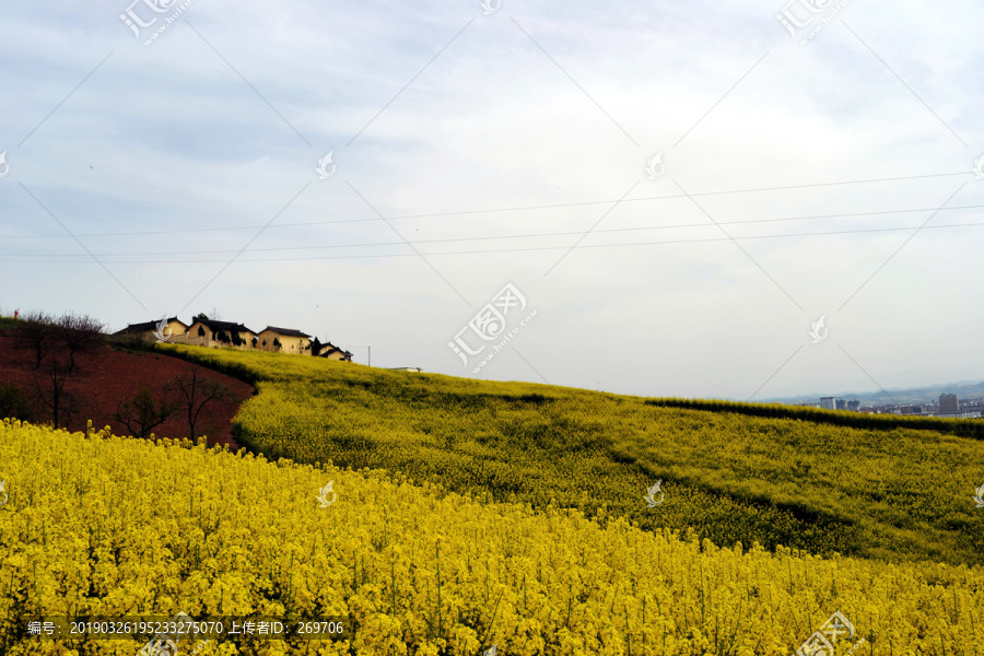 美丽乡村之油菜花海