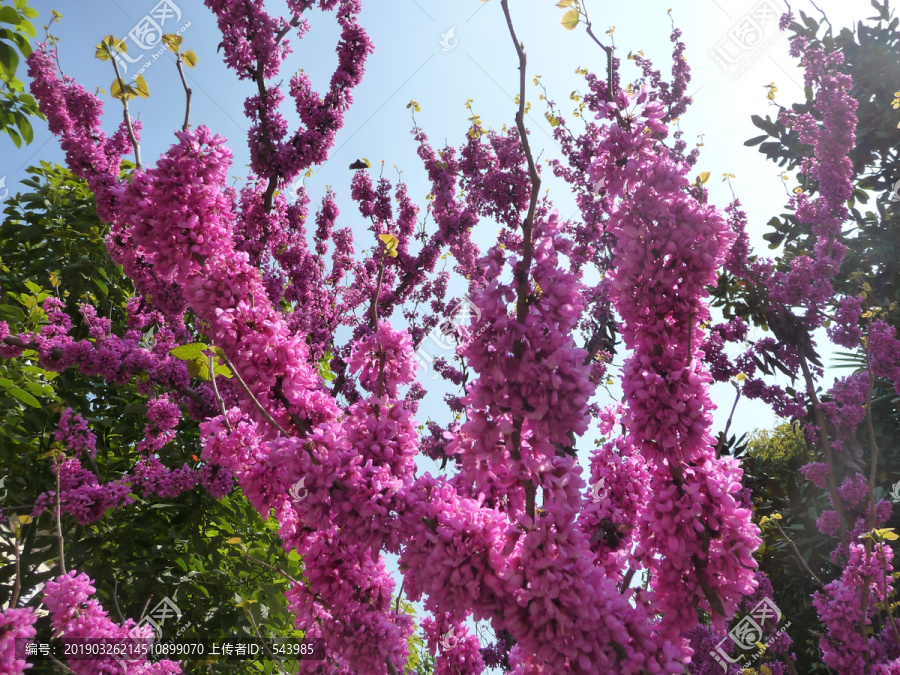 紫荆花