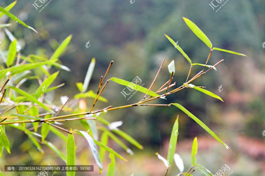 雨天竹叶