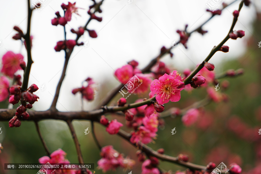 梅花花枝花朵