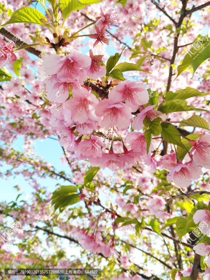 樱花特写