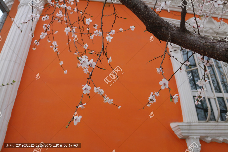 彩墙与杏花