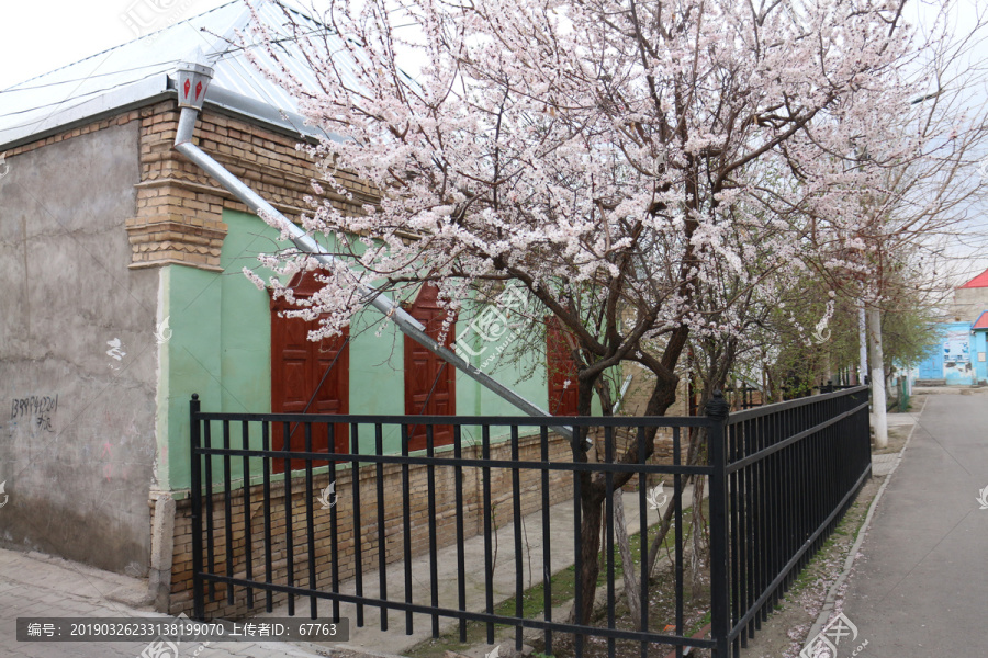 民居建筑和杏花