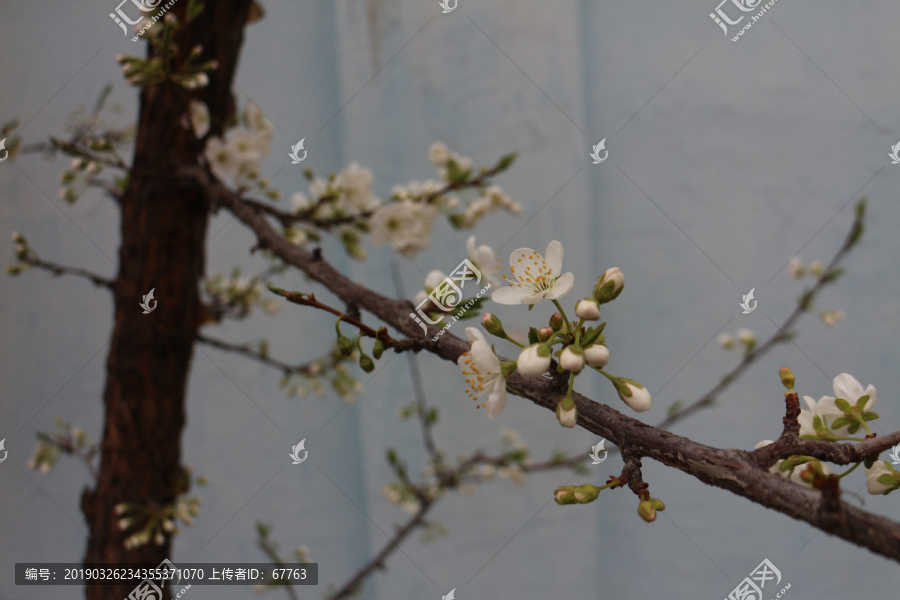 墙角李子花