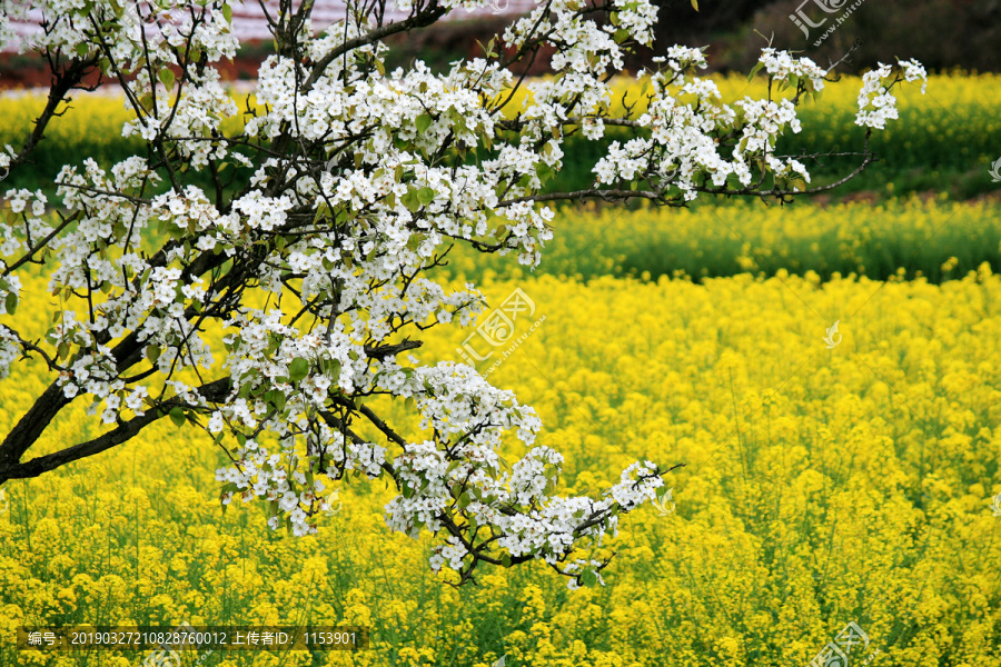 梨花油菜花