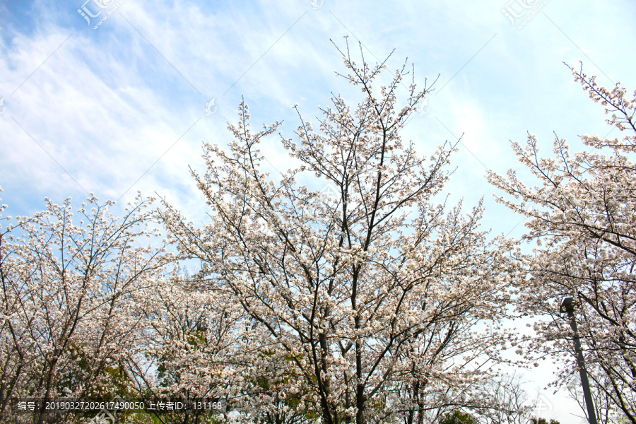 樱花