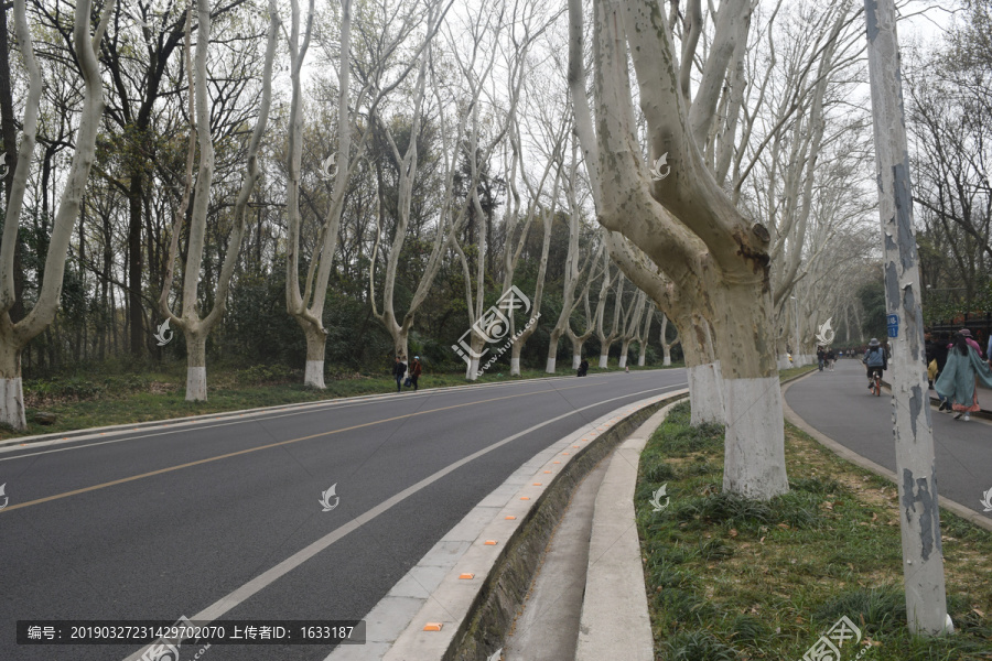 城市道路两旁一排排的树