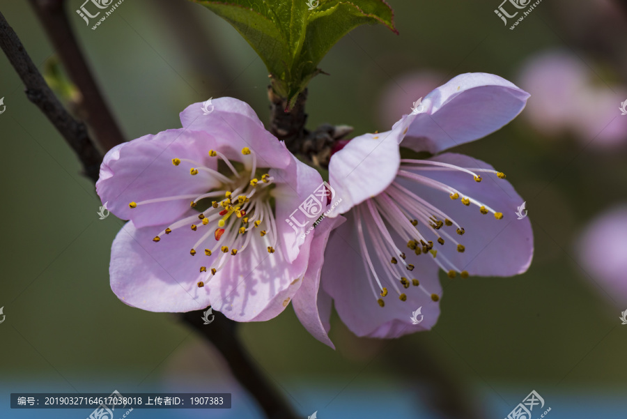 桃花