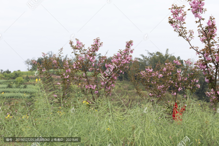 陌上樱花