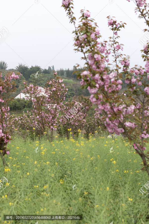 陌上樱花