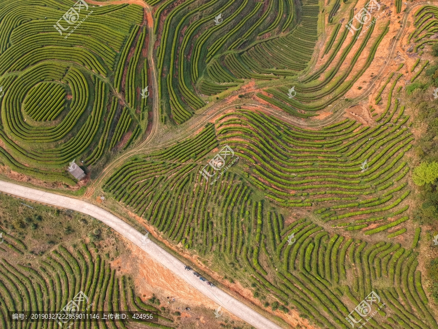 茶山风光