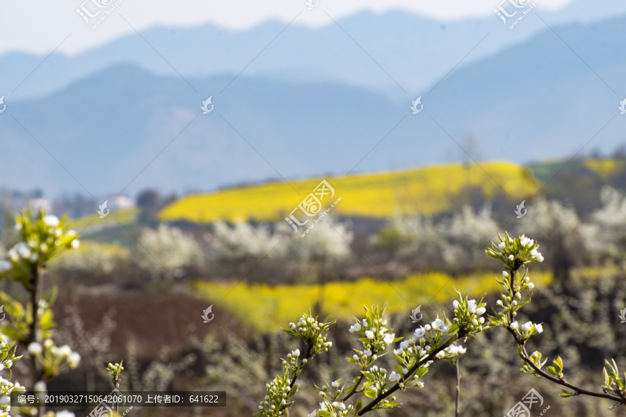 陕西汉中洋县油菜花梨花