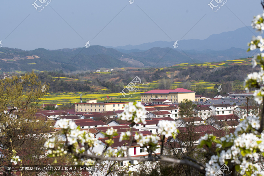 陕西汉中油菜花梨花