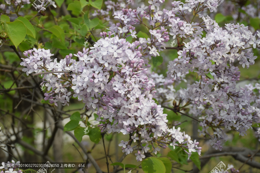 丁香花