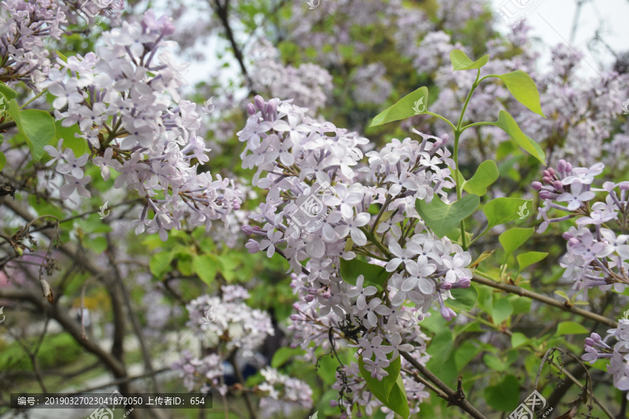 丁香花