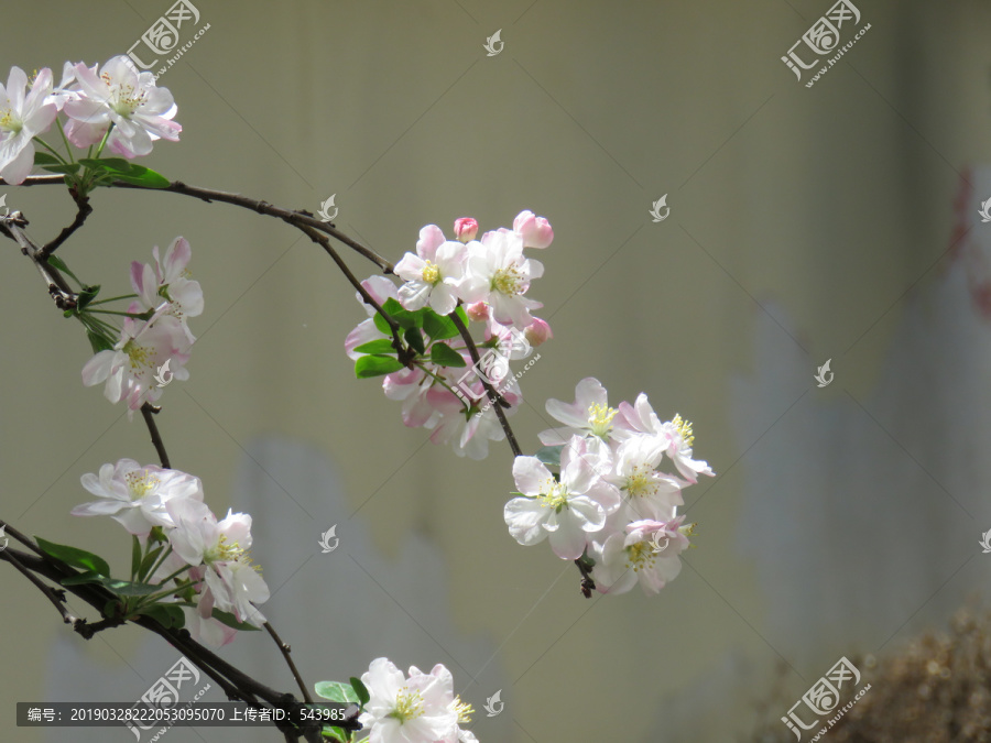 海棠花