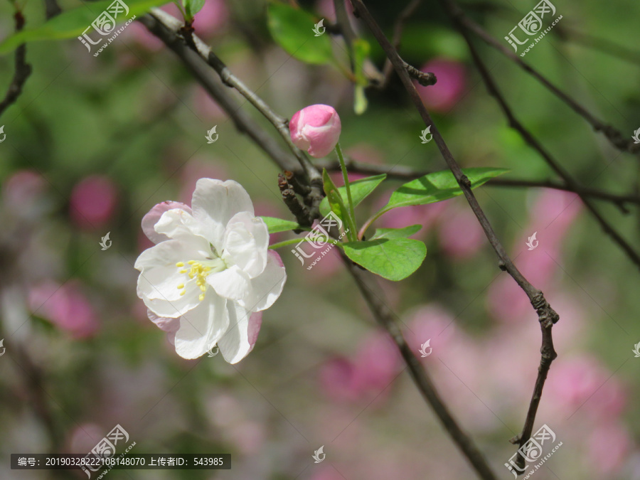 海棠花