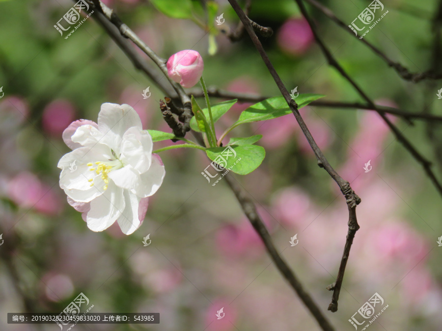 海棠花