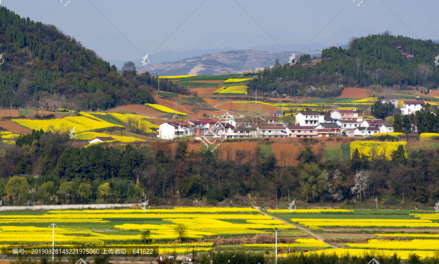 陕西汉中洋梨园油菜花县