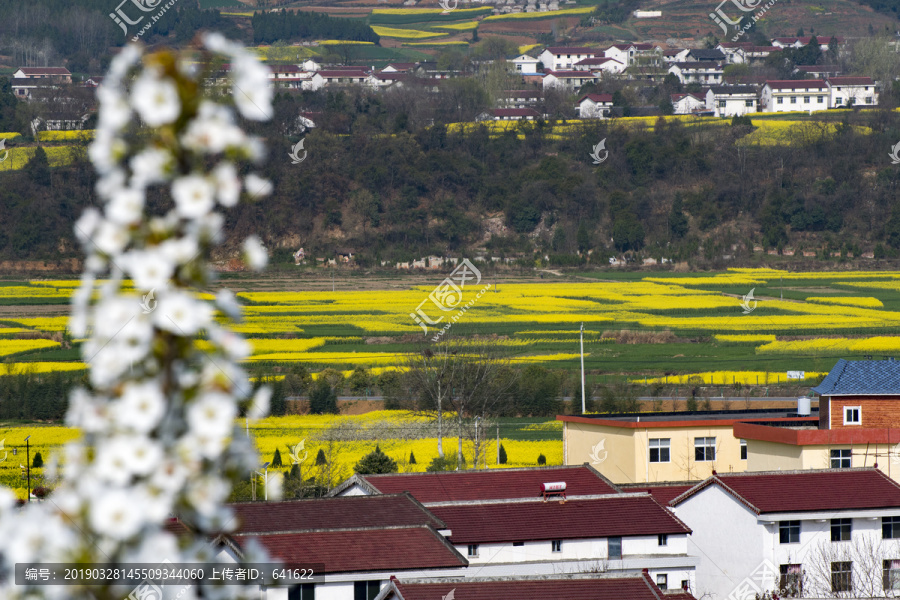 陕西汉中梨园梨花油菜花