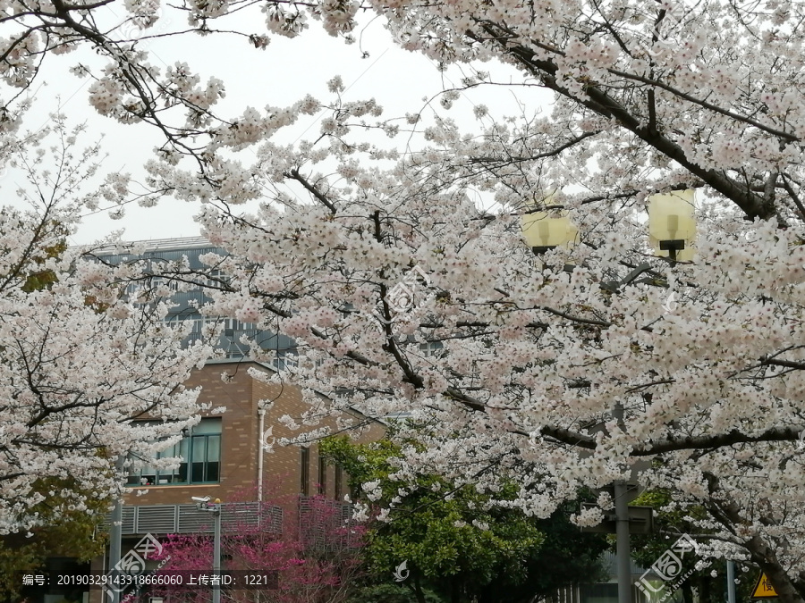 同济樱花