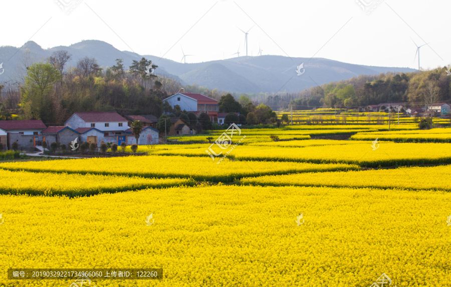 油菜花