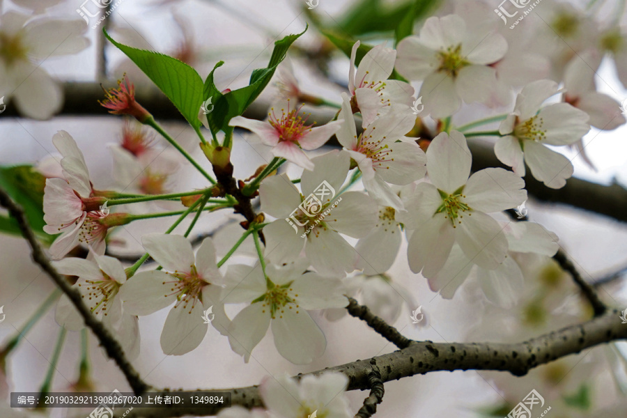 樱花