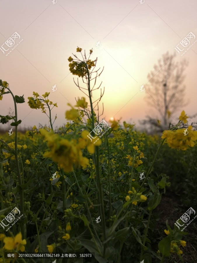 油菜花