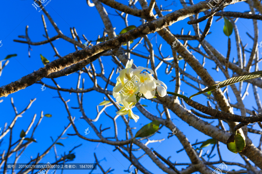 玉兰花