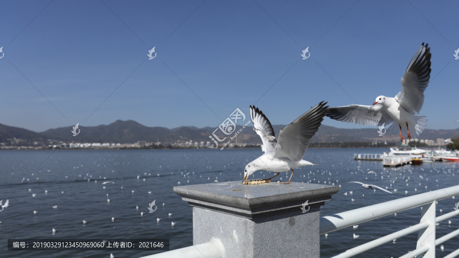 红嘴鸥