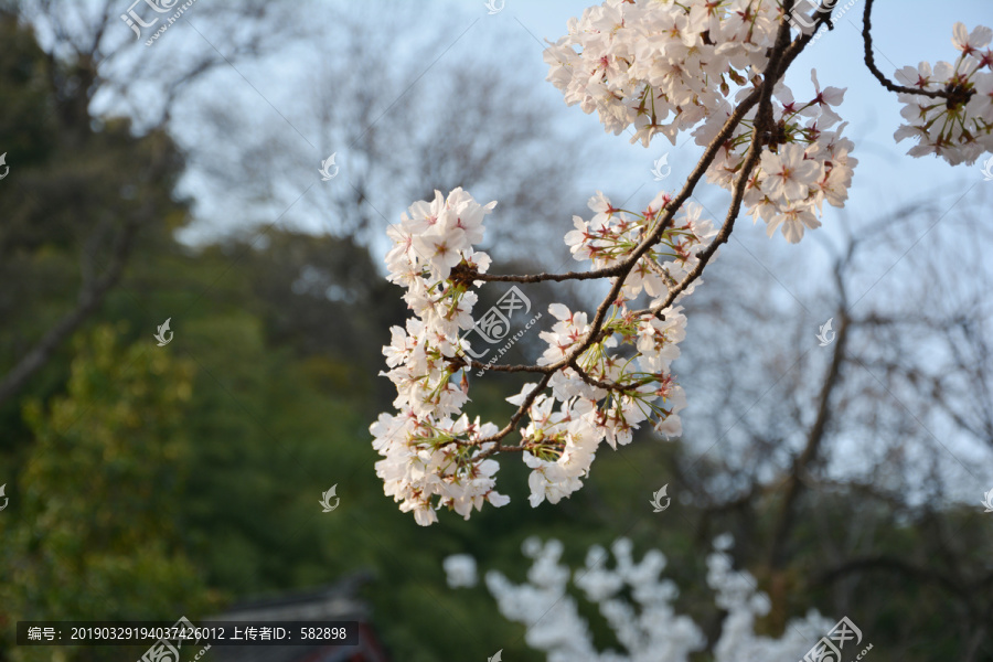 樱花花枝