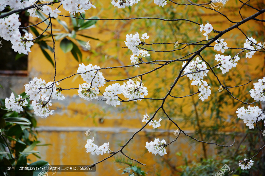 樱花花枝