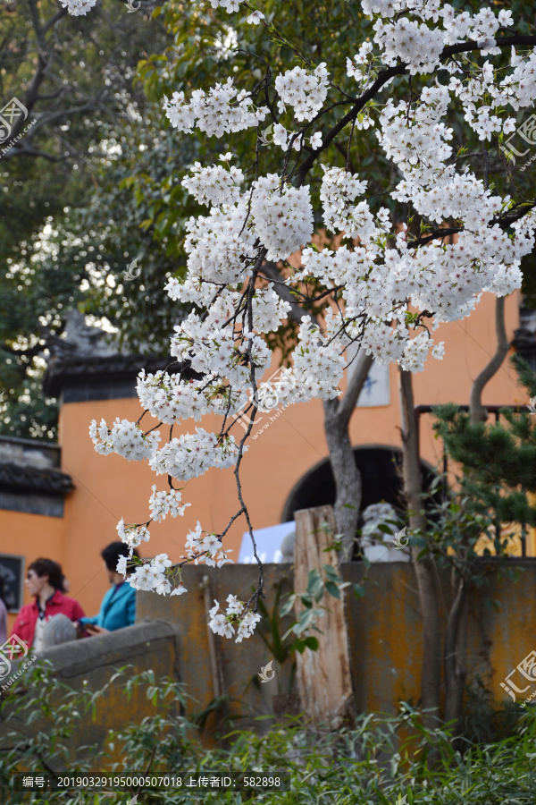 樱花花枝