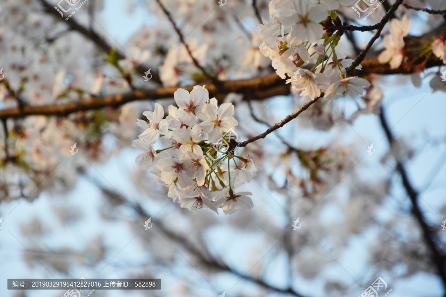 樱花