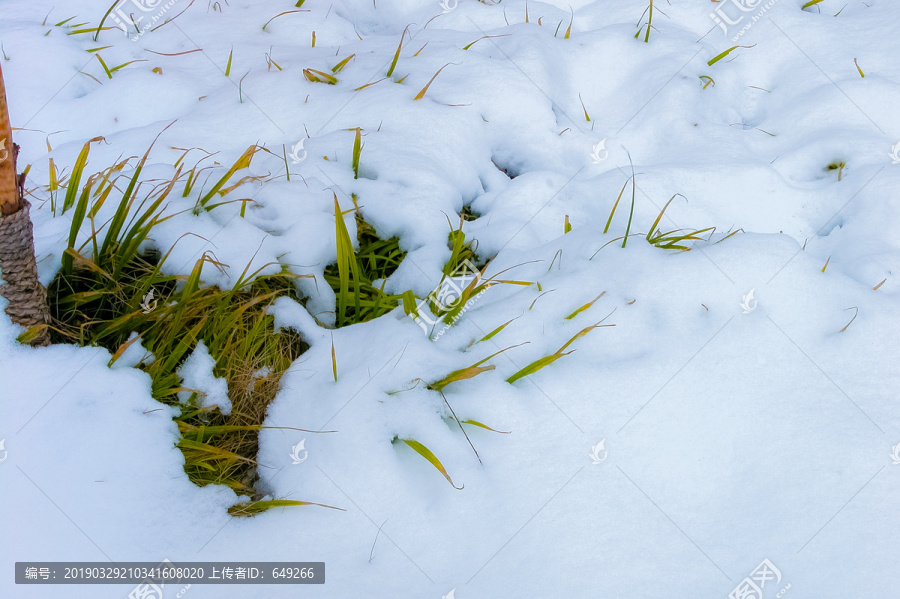 冰雪覆盖的草地