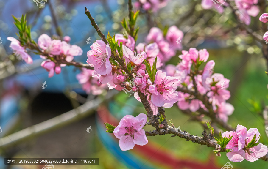 桃花