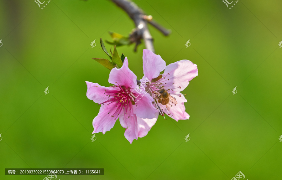 桃花和蜜蜂