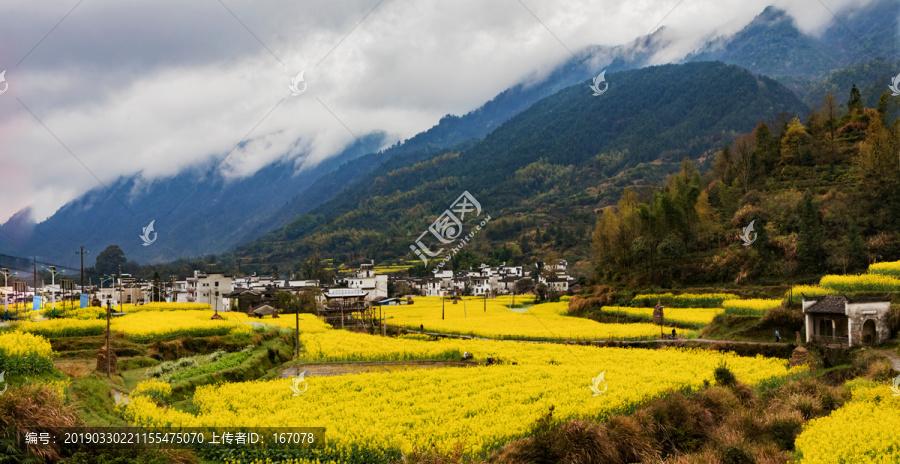 婺源油菜花