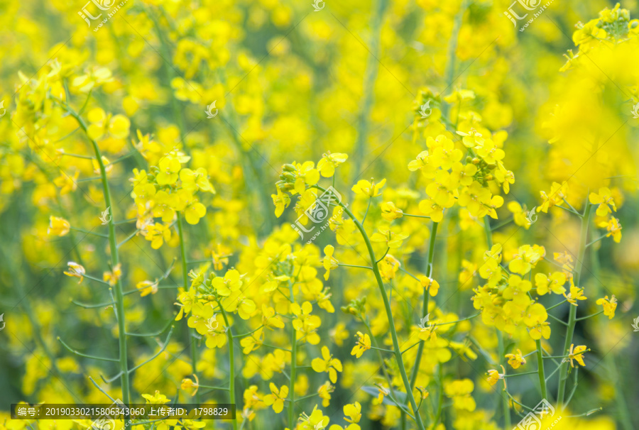 油菜花开