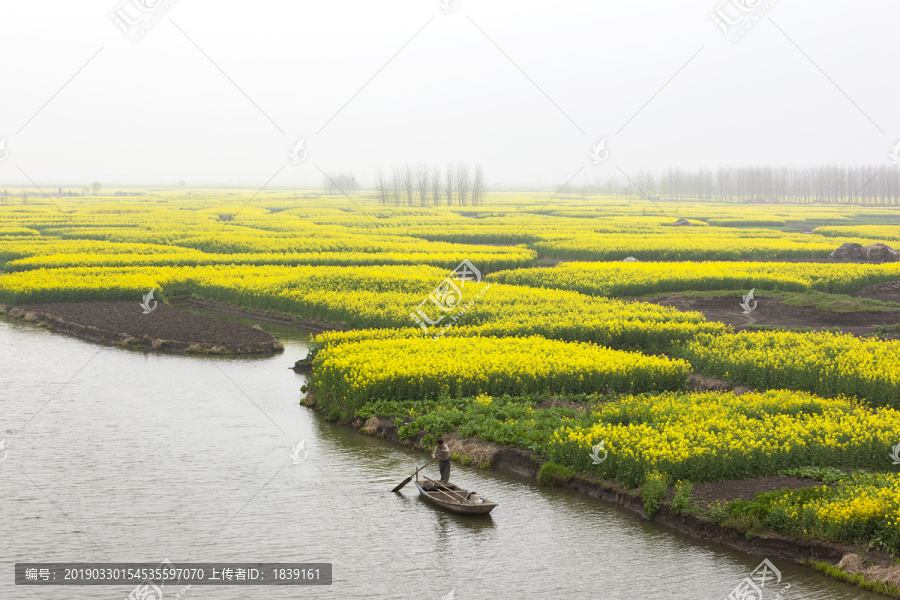 中国第三大油菜花海江苏兴化垛田