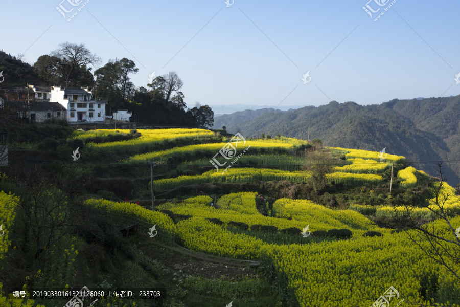 婺源油菜花