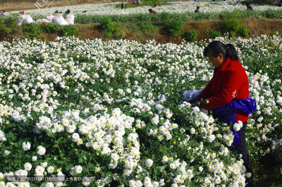 滁州贡菊