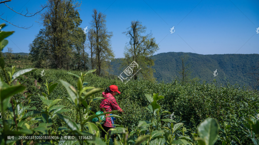 高山绿茶