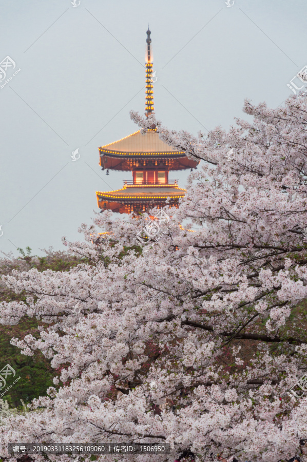 东湖樱花园